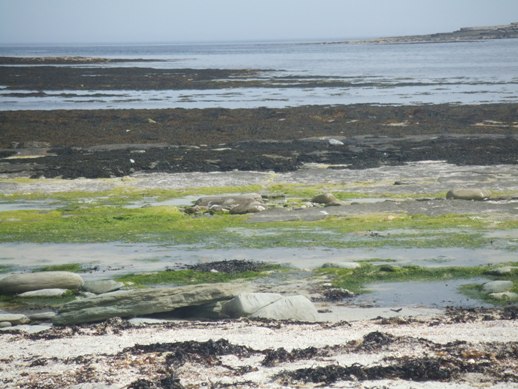 Papa Westray shore